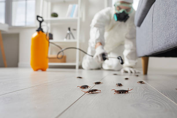 Post-Treatment Bed Bug Interceptor Monitoring in Cuero